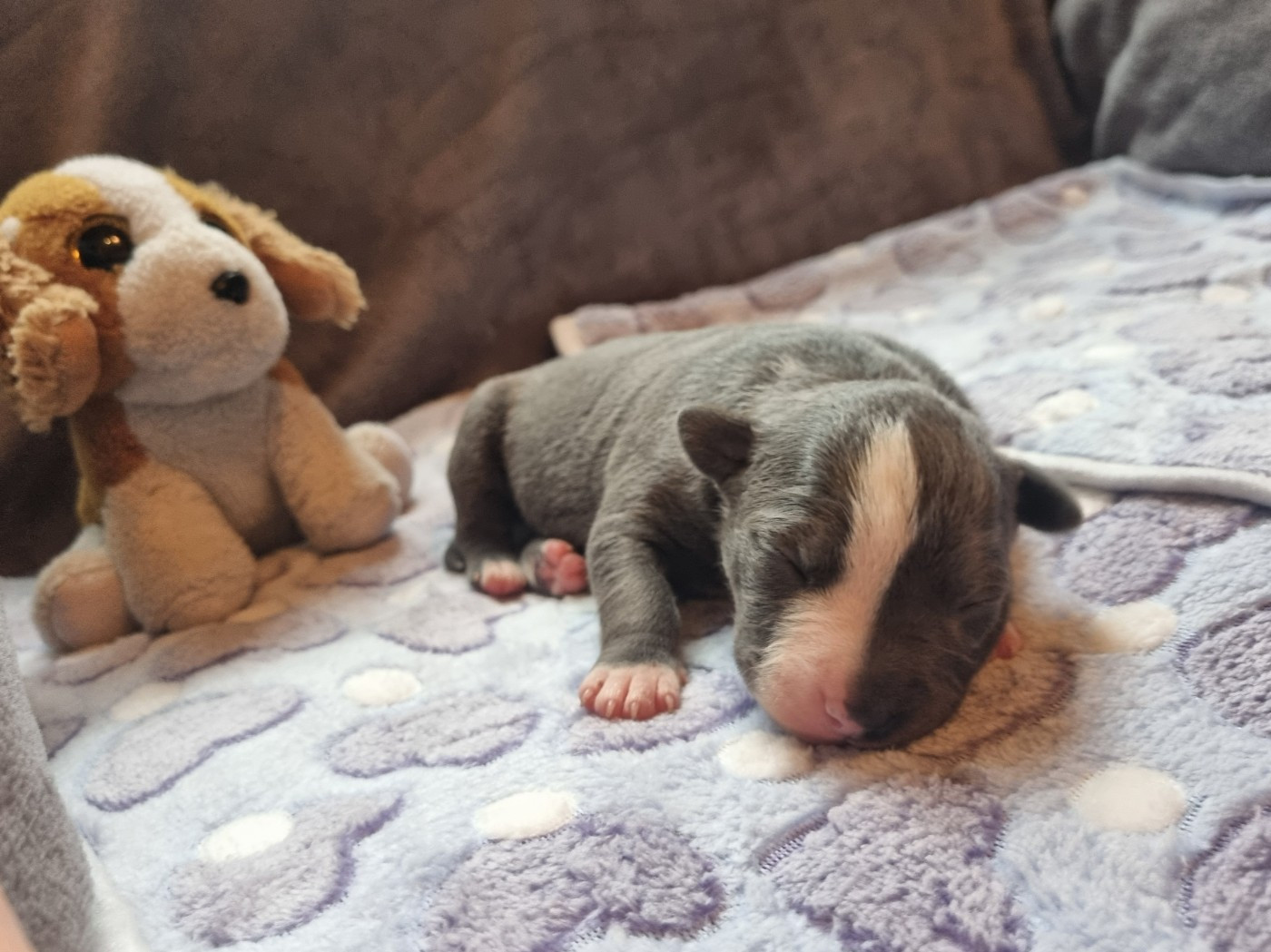 Du Petit Brillouard - Chiots disponibles - American Staffordshire Terrier