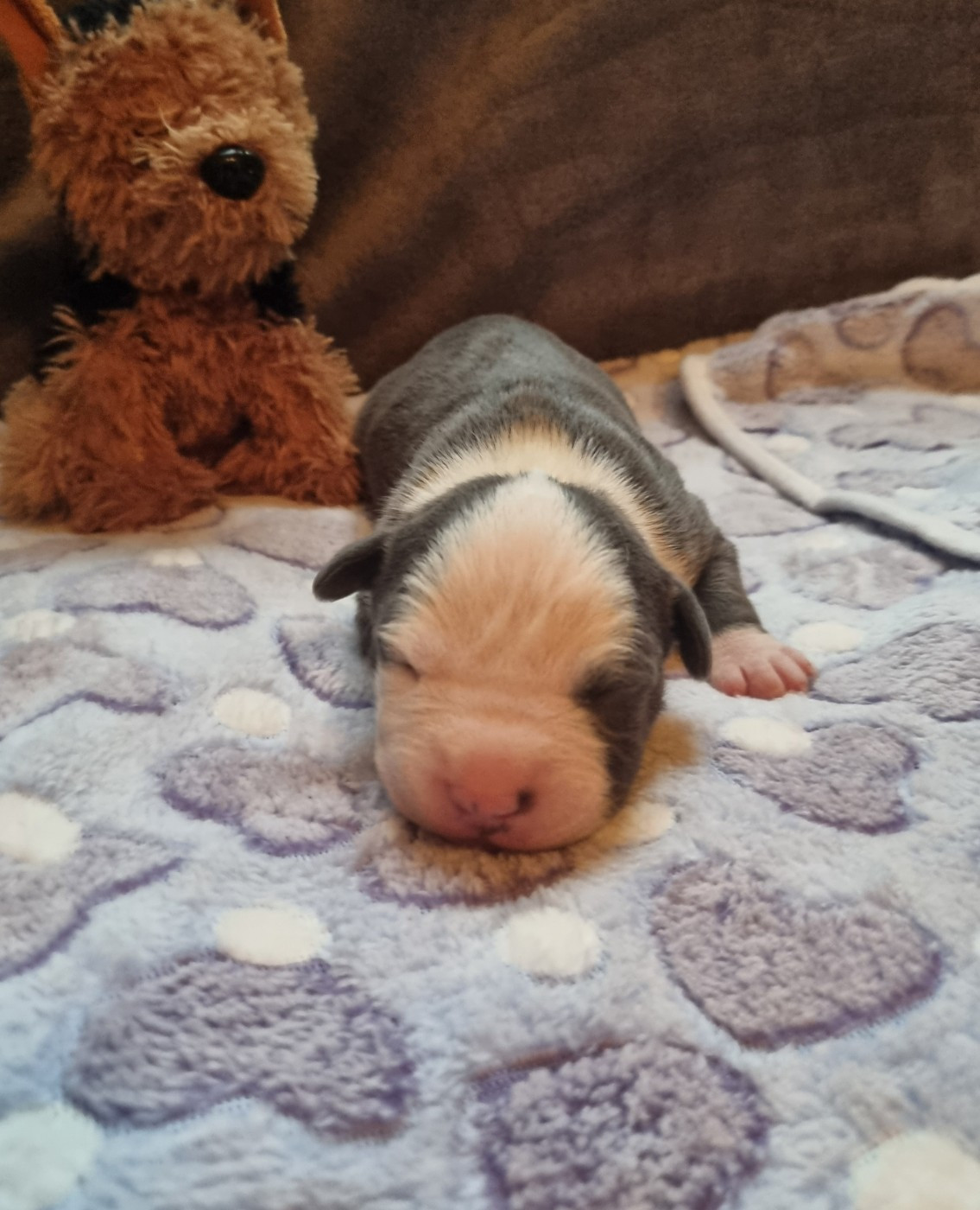 Du Petit Brillouard - Chiots disponibles - American Staffordshire Terrier