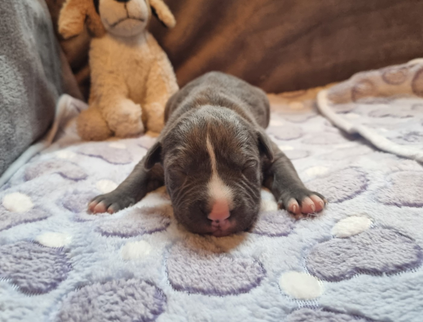 Du Petit Brillouard - Chiots disponibles - American Staffordshire Terrier