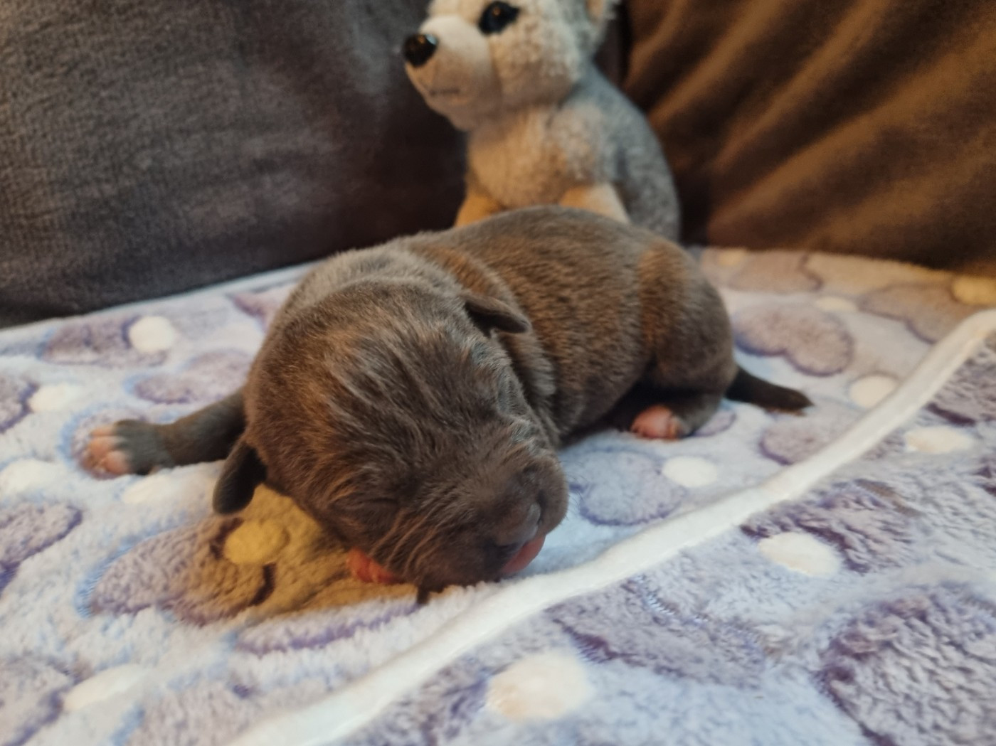 Du Petit Brillouard - Chiots disponibles - American Staffordshire Terrier