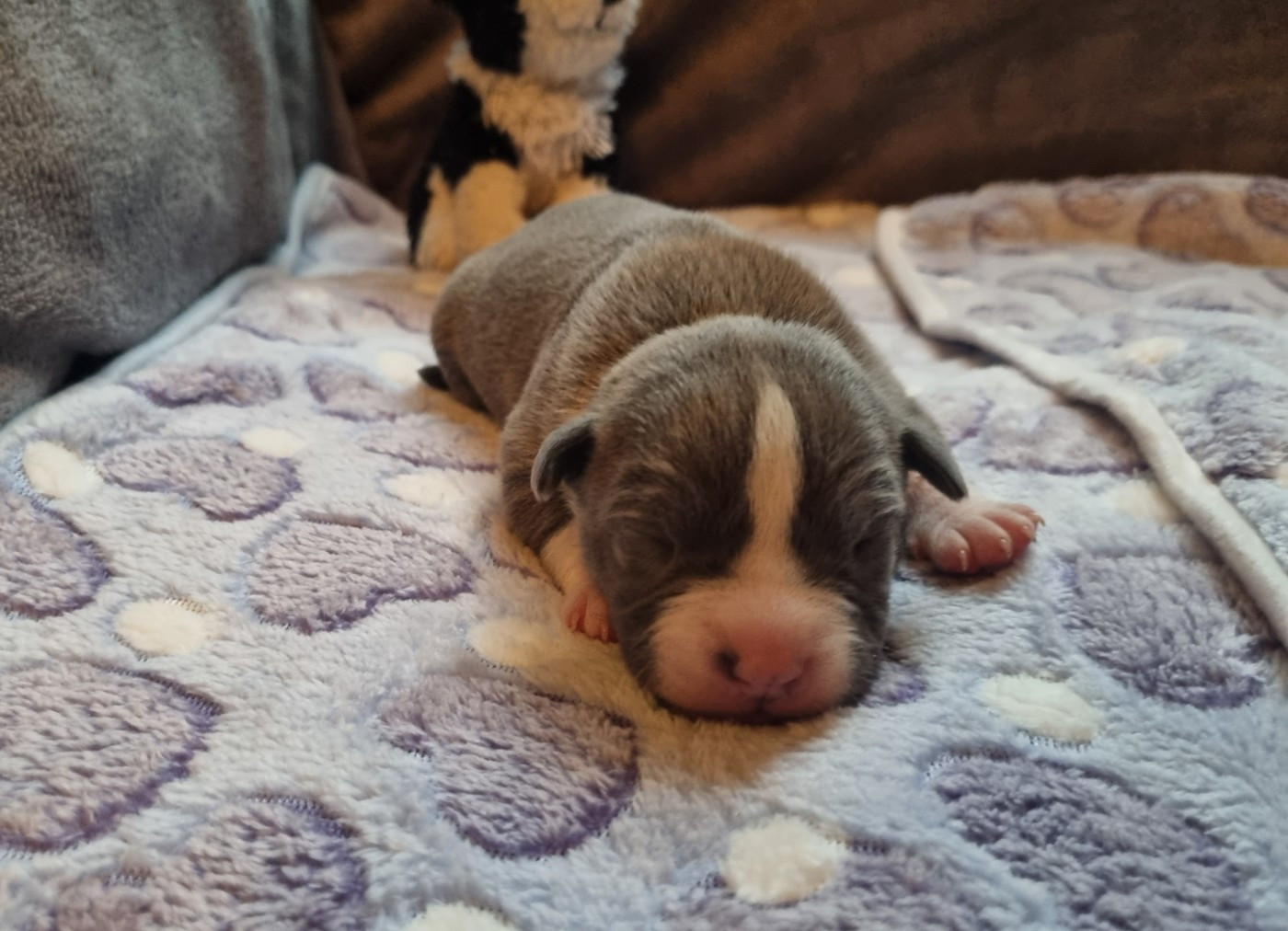 Du Petit Brillouard - Chiots disponibles - American Staffordshire Terrier