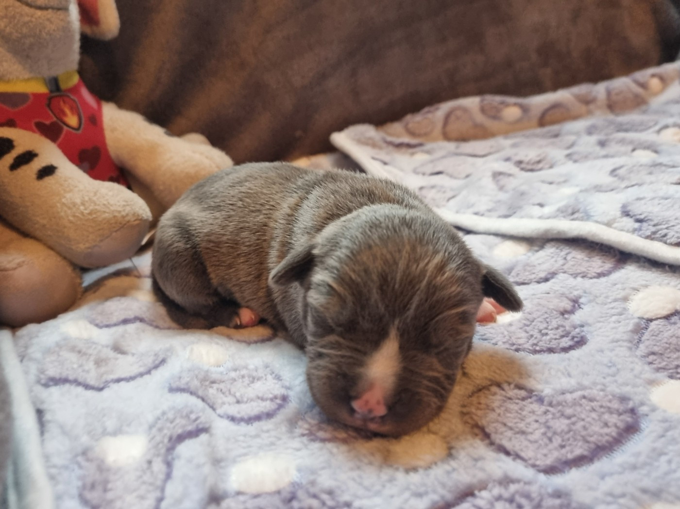 Du Petit Brillouard - Chiots disponibles - American Staffordshire Terrier