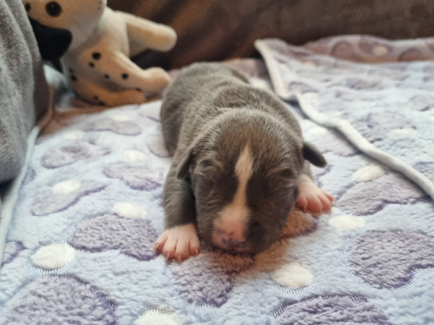 Du Petit Brillouard - Chiots disponibles - American Staffordshire Terrier