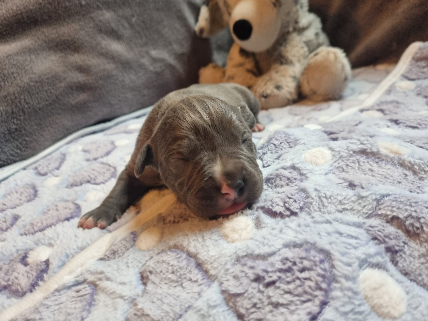 Du Petit Brillouard - Chiots disponibles - American Staffordshire Terrier