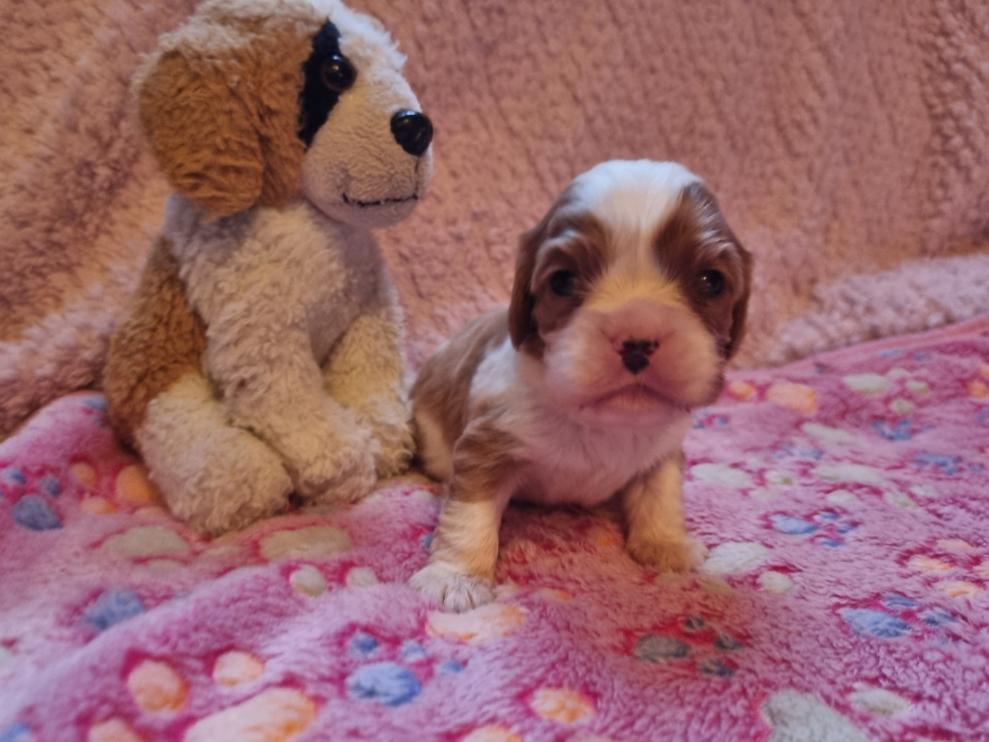Du Petit Brillouard - Chiots disponibles - Cavalier King Charles Spaniel