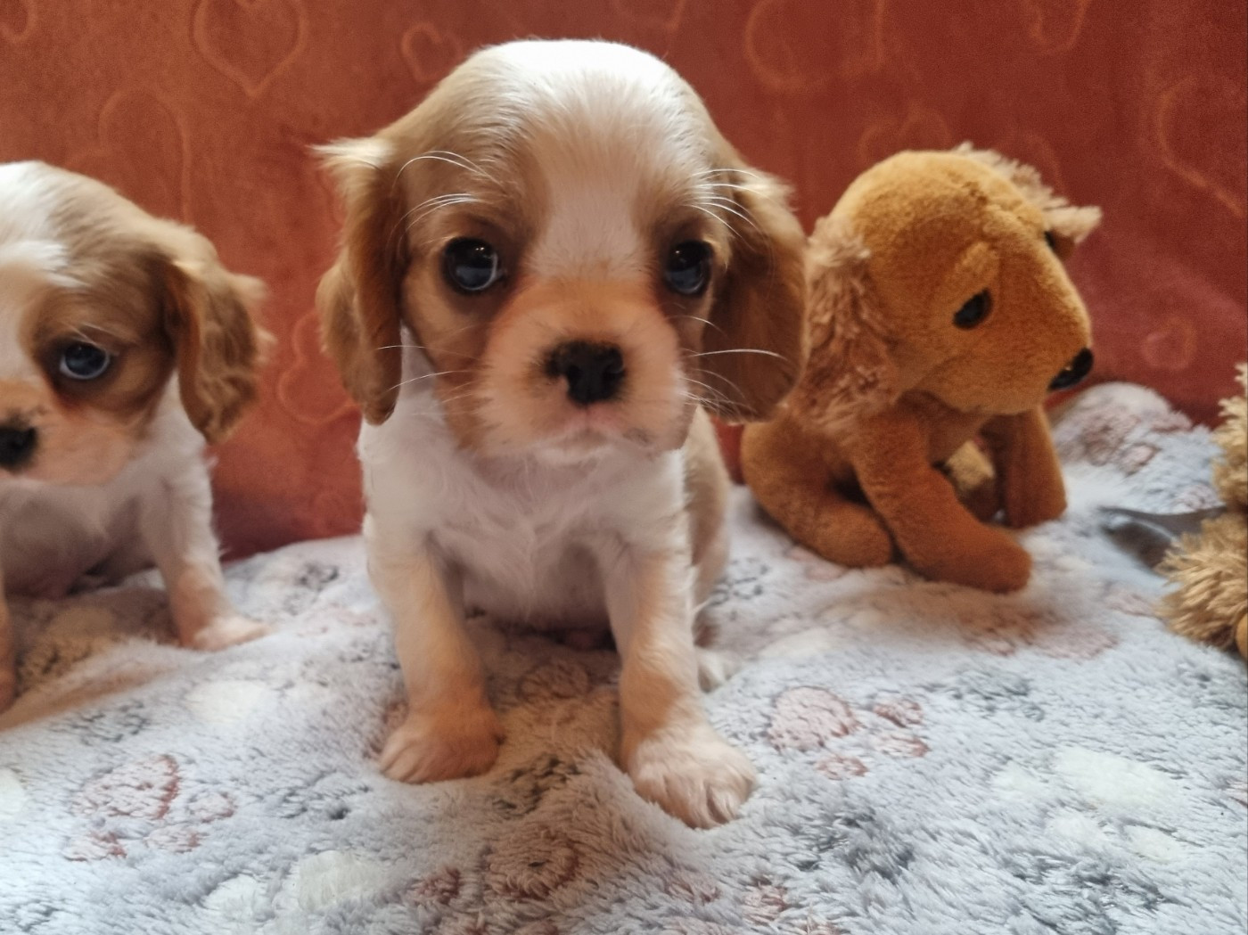 Du Petit Brillouard - Chiots disponibles - Cavalier King Charles Spaniel