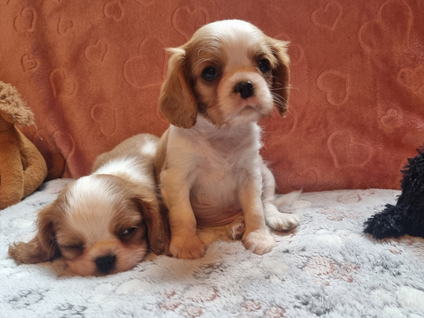 Du Petit Brillouard - Chiots disponibles - Cavalier King Charles Spaniel