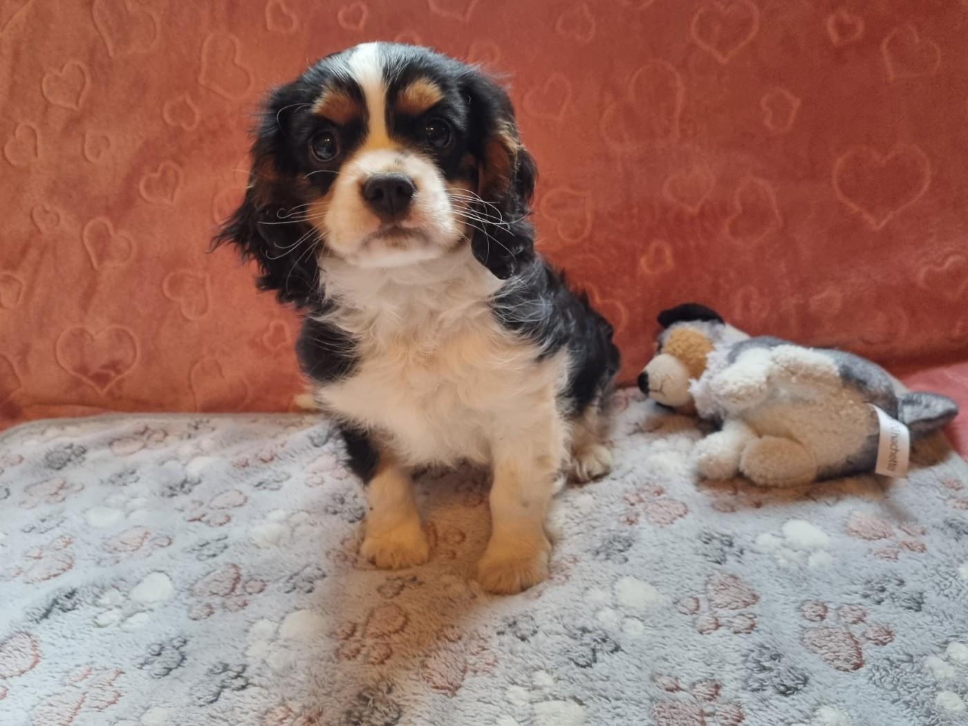 Du Petit Brillouard - Chiots disponibles - Cavalier King Charles Spaniel