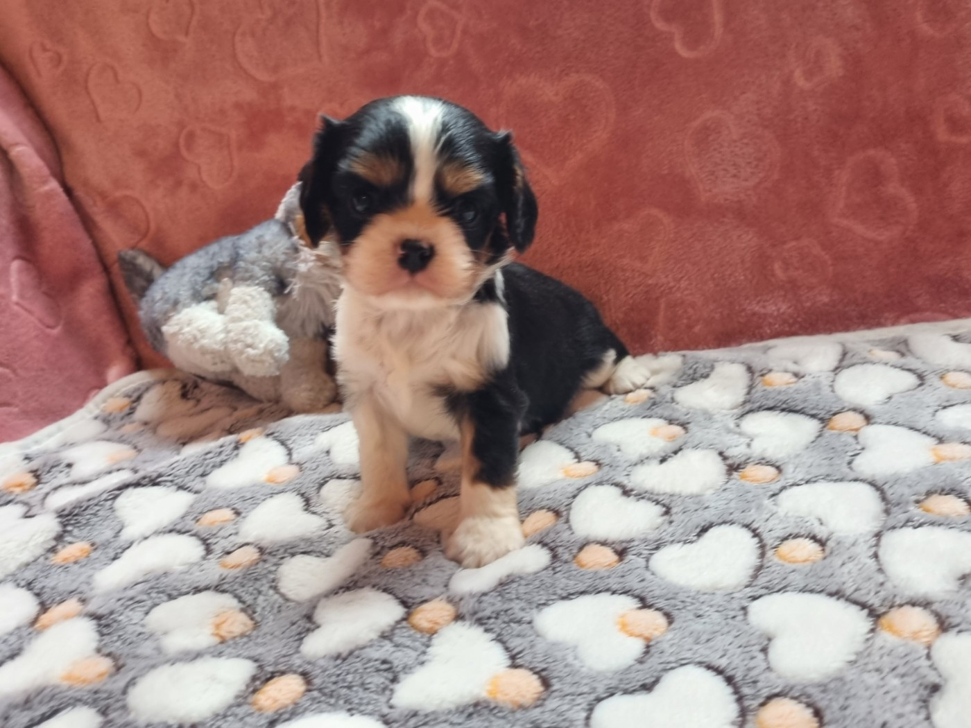 Du Petit Brillouard - Chiots disponibles - Cavalier King Charles Spaniel