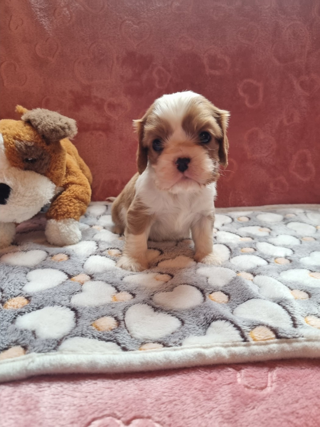 Du Petit Brillouard - Chiots disponibles - Cavalier King Charles Spaniel