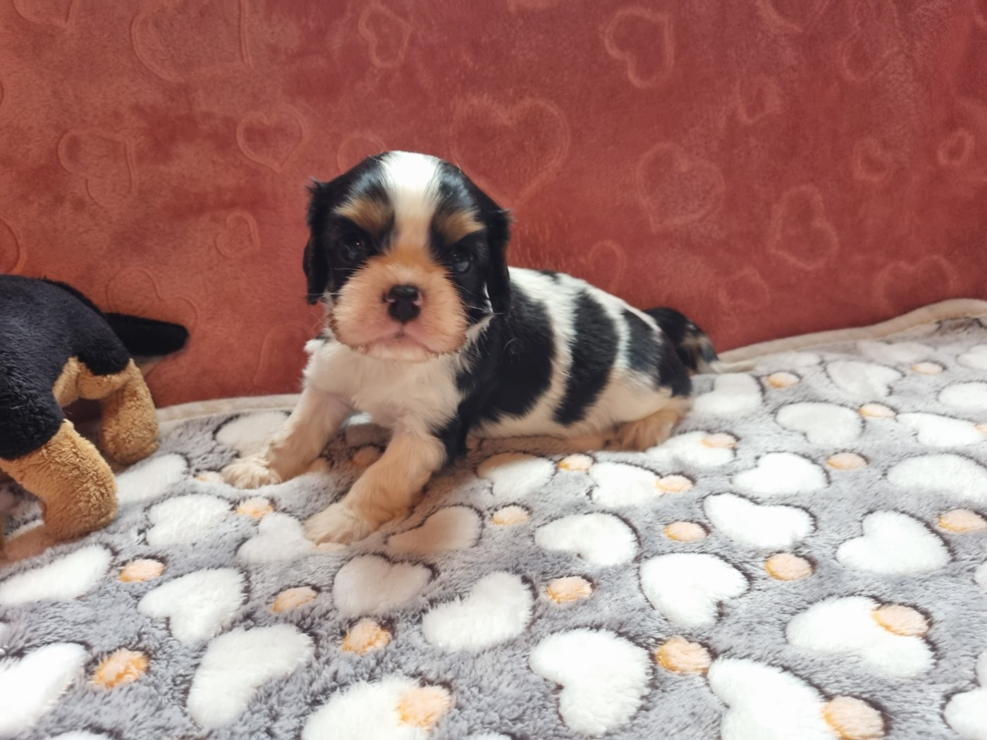 Du Petit Brillouard - Chiots disponibles - Cavalier King Charles Spaniel