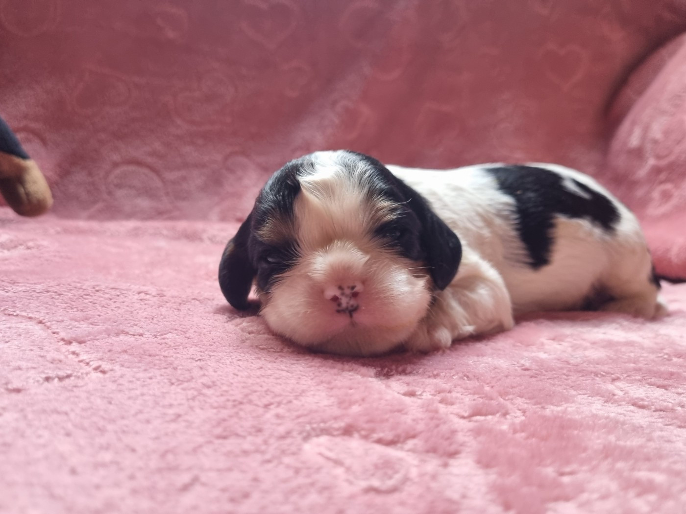 Du Petit Brillouard - Chiots disponibles - Cavalier King Charles Spaniel