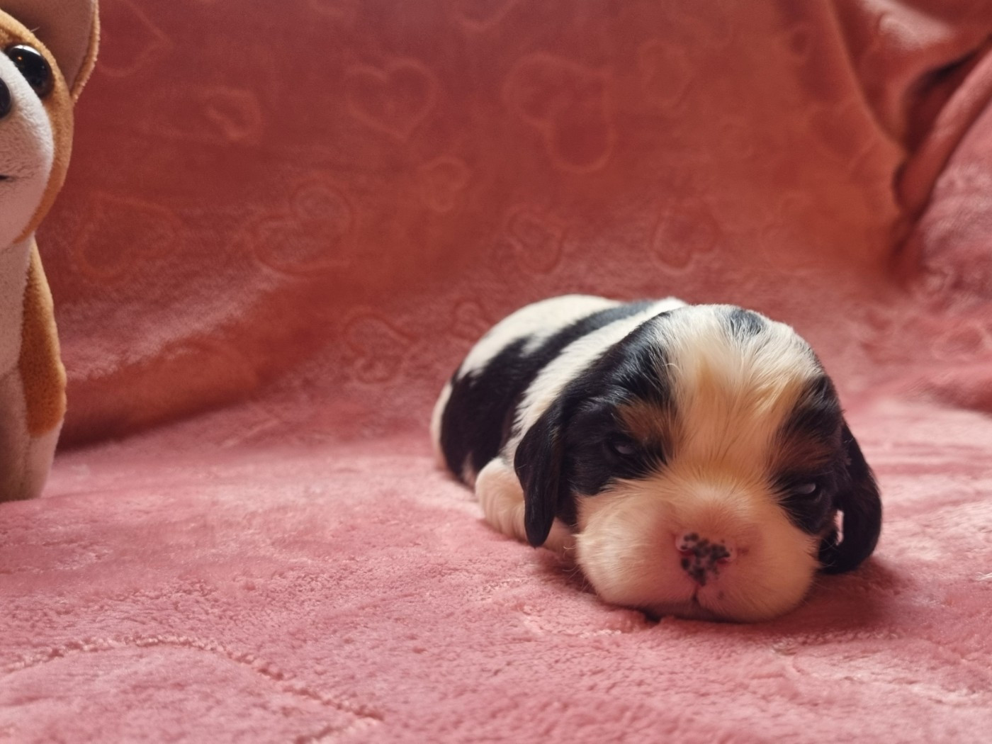 Du Petit Brillouard - Chiots disponibles - Cavalier King Charles Spaniel