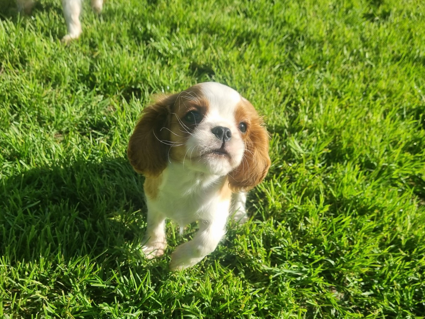 Du Petit Brillouard - Chiots disponibles - Cavalier King Charles Spaniel