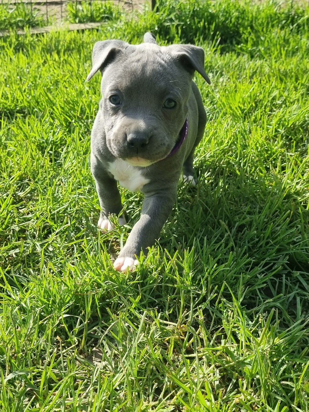 Du Petit Brillouard - Chiots disponibles - American Staffordshire Terrier