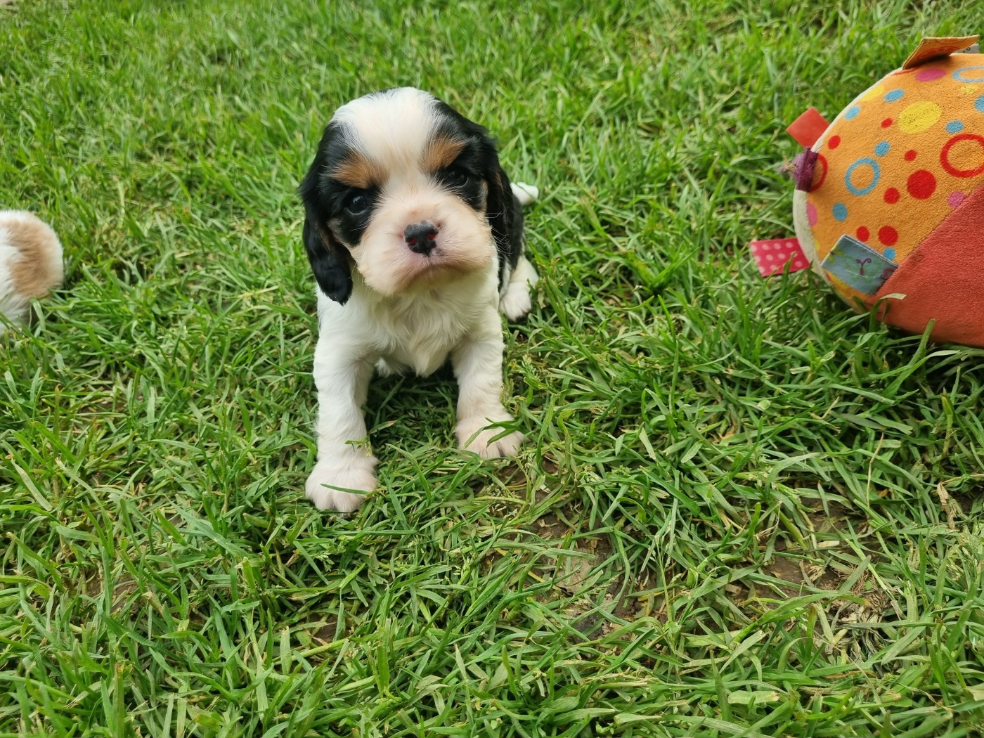 Du Petit Brillouard - Chiots disponibles - Cavalier King Charles Spaniel