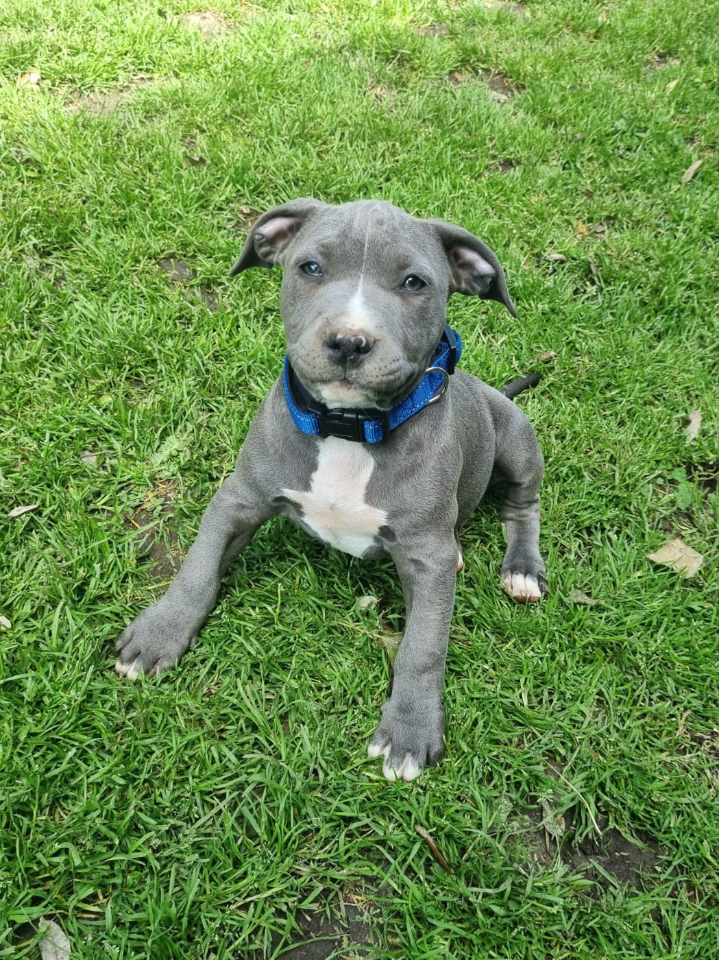Du Petit Brillouard - Chiots disponibles - American Staffordshire Terrier