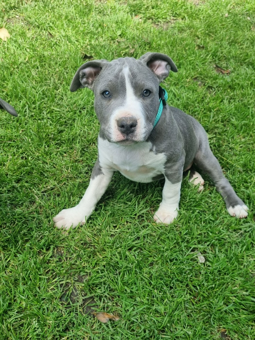 Du Petit Brillouard - Chiots disponibles - American Staffordshire Terrier