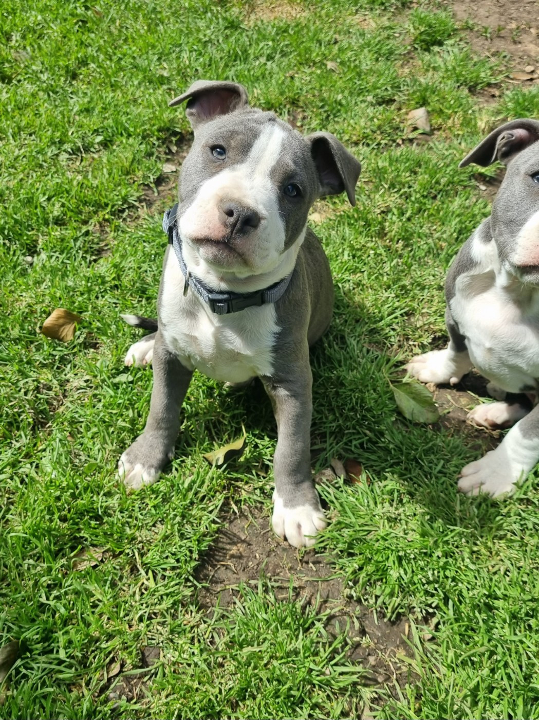 Du Petit Brillouard - Chiots disponibles - American Staffordshire Terrier