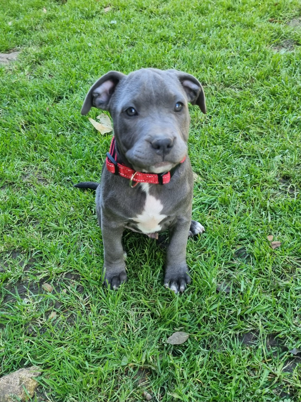 Du Petit Brillouard - Chiots disponibles - American Staffordshire Terrier