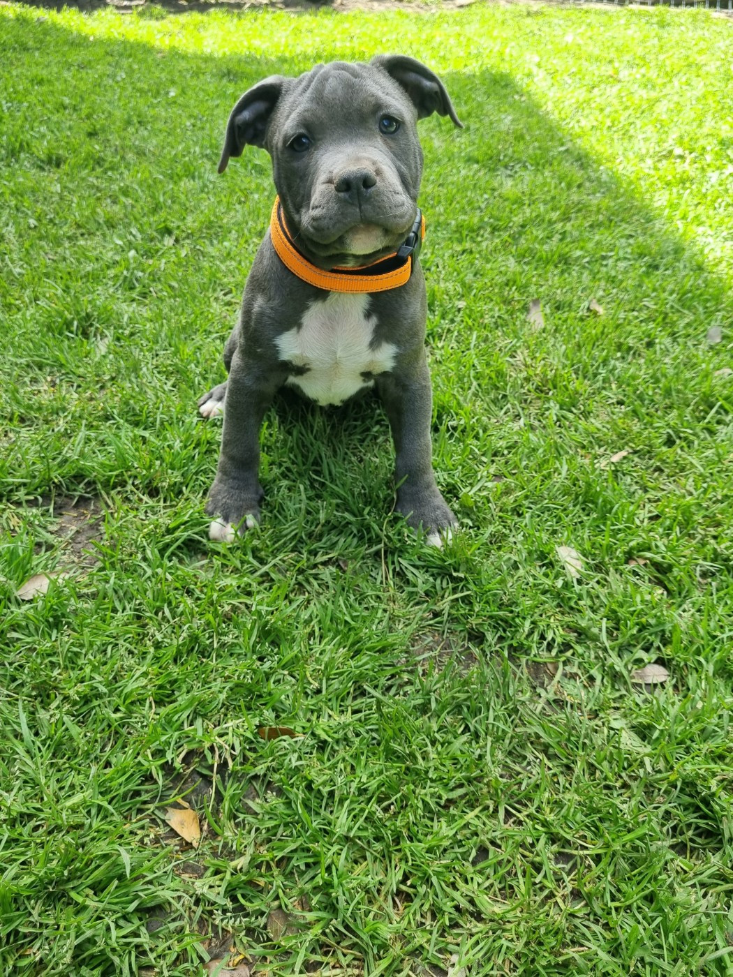 Du Petit Brillouard - Chiots disponibles - American Staffordshire Terrier