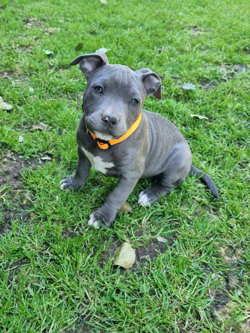 Du Petit Brillouard - Chiots disponibles - American Staffordshire Terrier