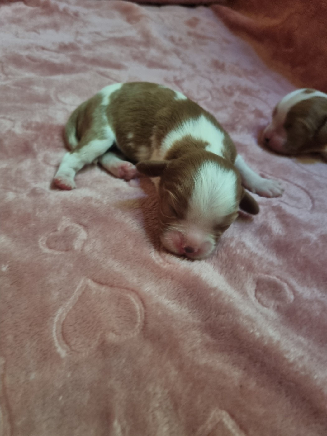 Du Petit Brillouard - Chiots disponibles - Cavalier King Charles Spaniel
