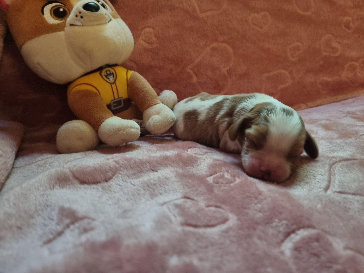 Du Petit Brillouard - Chiots disponibles - Cavalier King Charles Spaniel