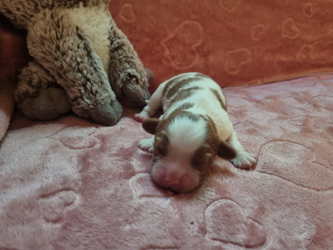 Du Petit Brillouard - Chiots disponibles - Cavalier King Charles Spaniel