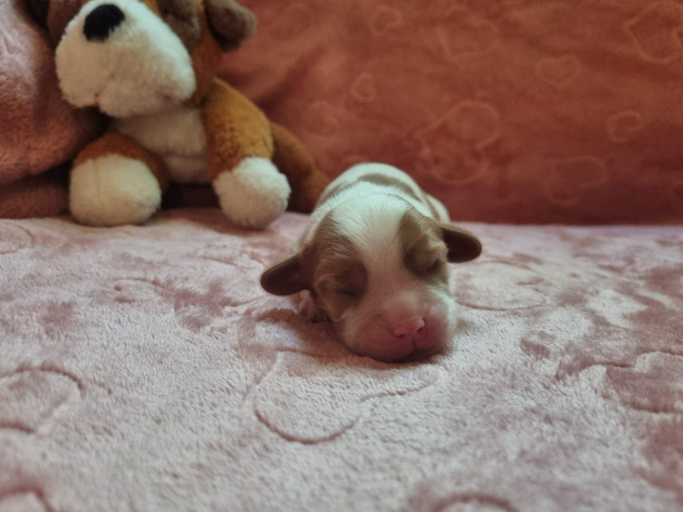 Du Petit Brillouard - Chiots disponibles - Cavalier King Charles Spaniel