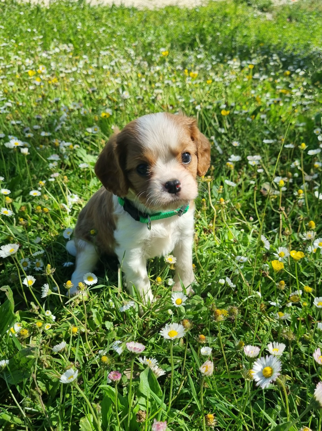 Du Petit Brillouard - Chiots disponibles - Cavalier King Charles Spaniel