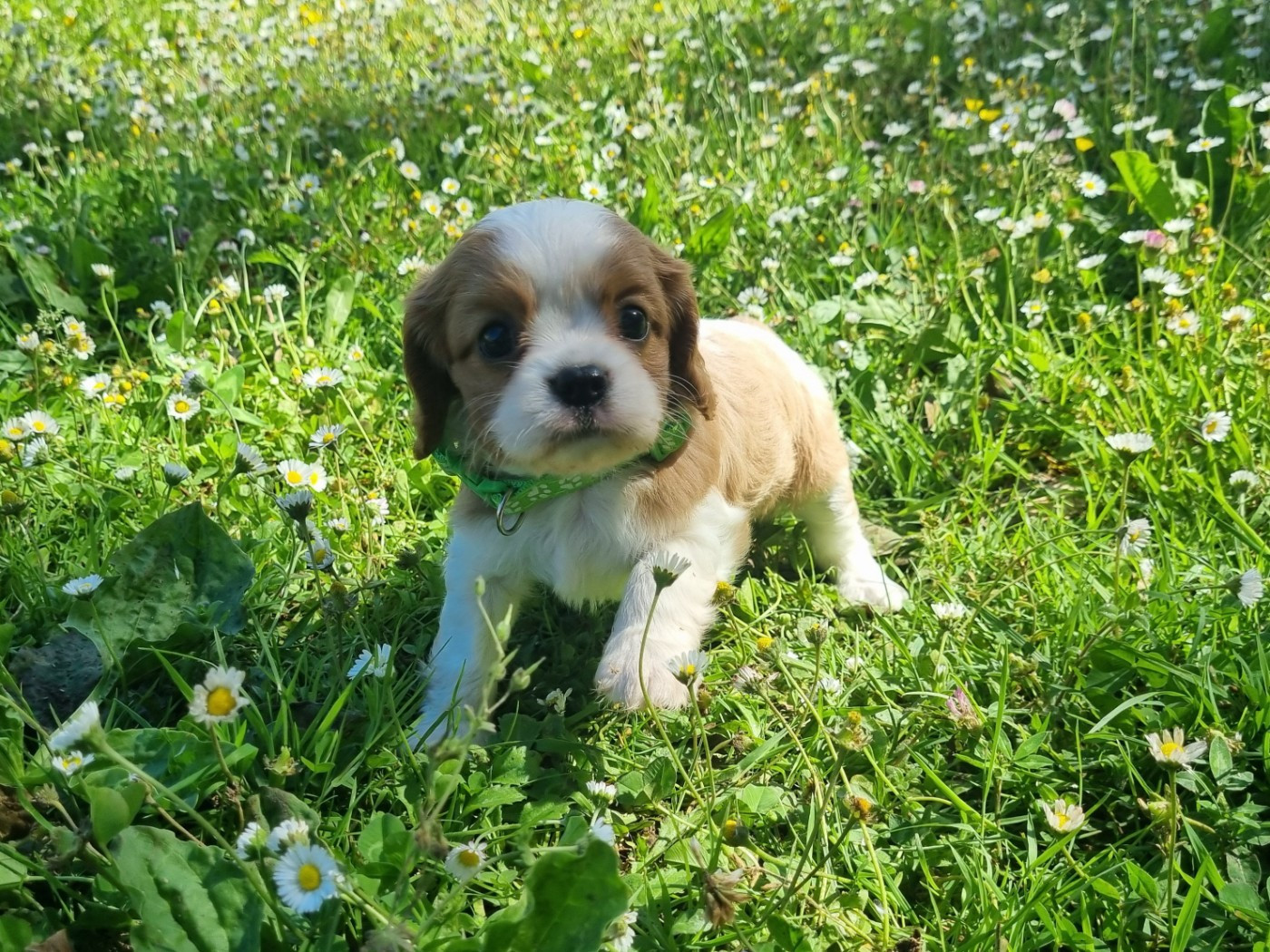 Du Petit Brillouard - Chiots disponibles - Cavalier King Charles Spaniel