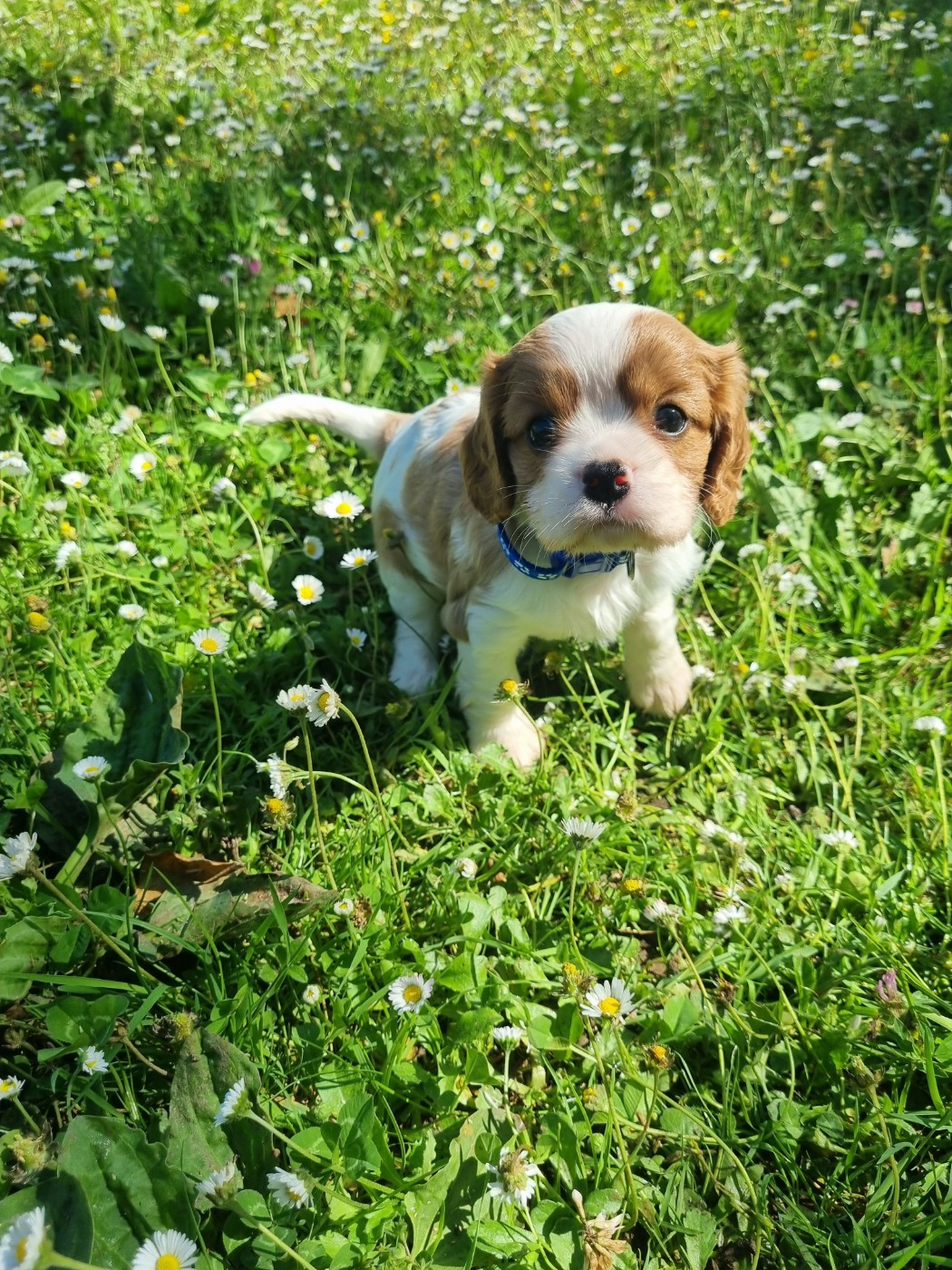 Du Petit Brillouard - Chiots disponibles - Cavalier King Charles Spaniel