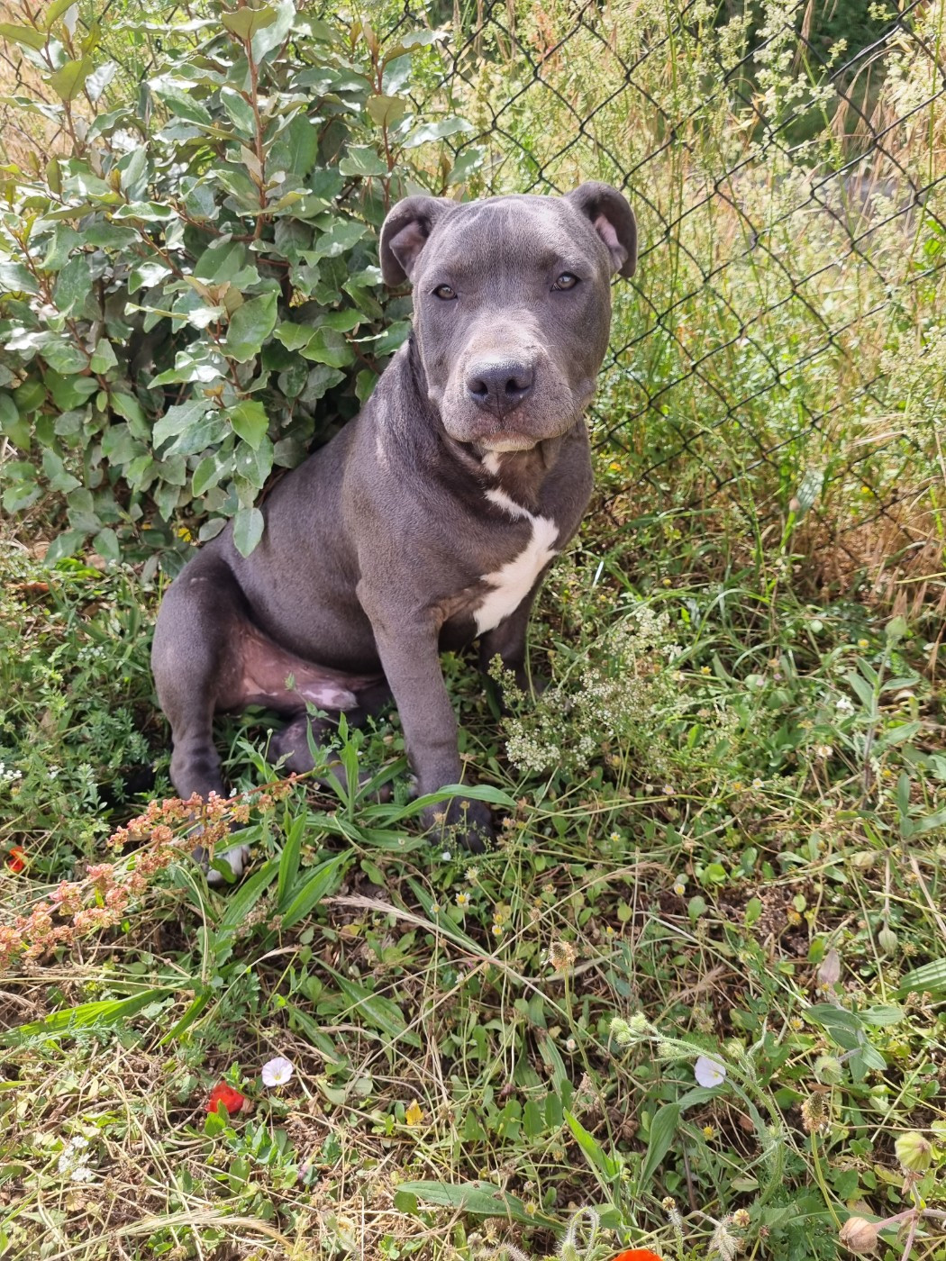 Du Petit Brillouard - Chiots disponibles - American Staffordshire Terrier