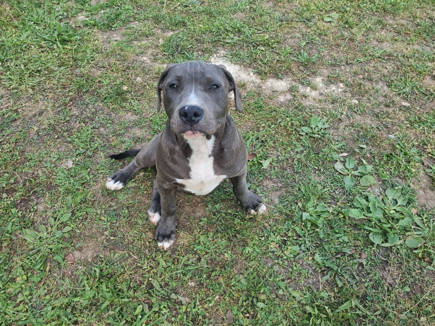 Du Petit Brillouard - Chiots disponibles - American Staffordshire Terrier
