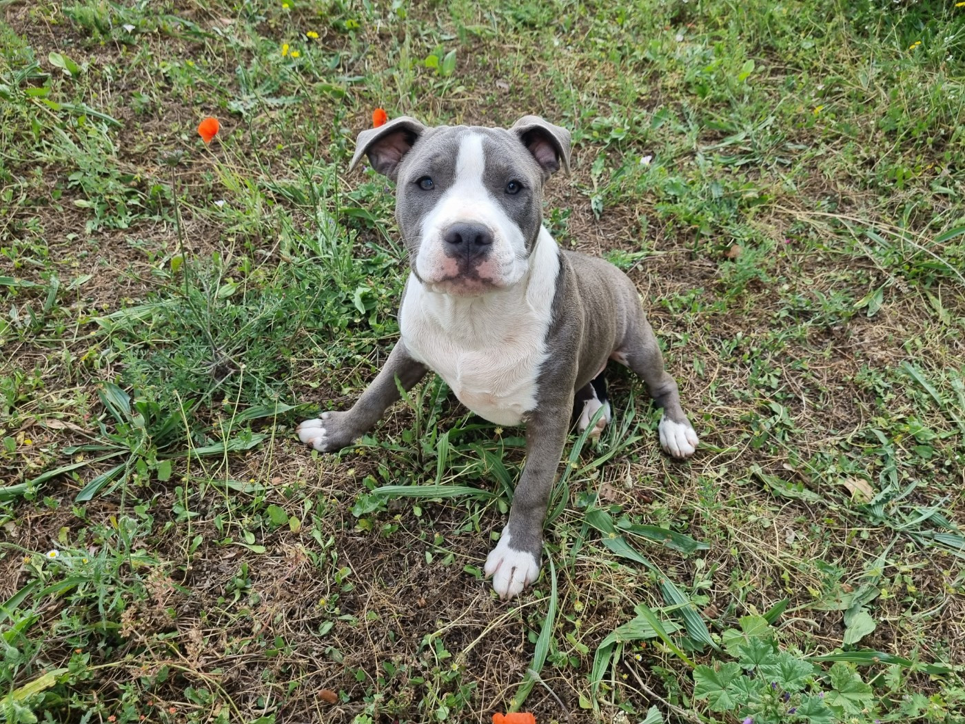 Du Petit Brillouard - Chiots disponibles - American Staffordshire Terrier