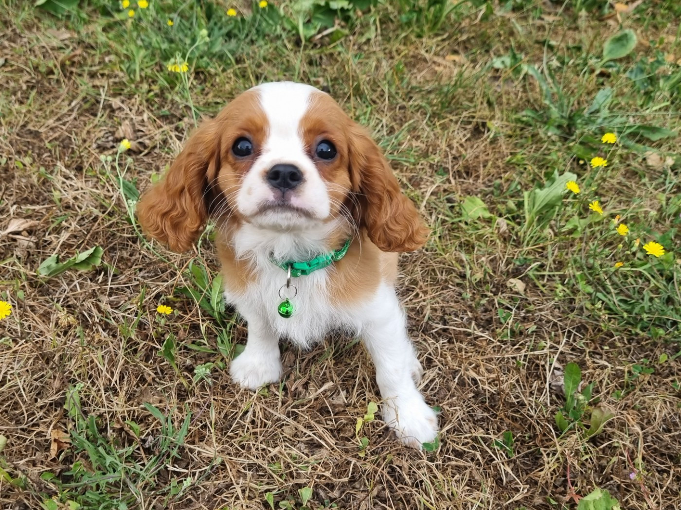 Du Petit Brillouard - Chiots disponibles - Cavalier King Charles Spaniel