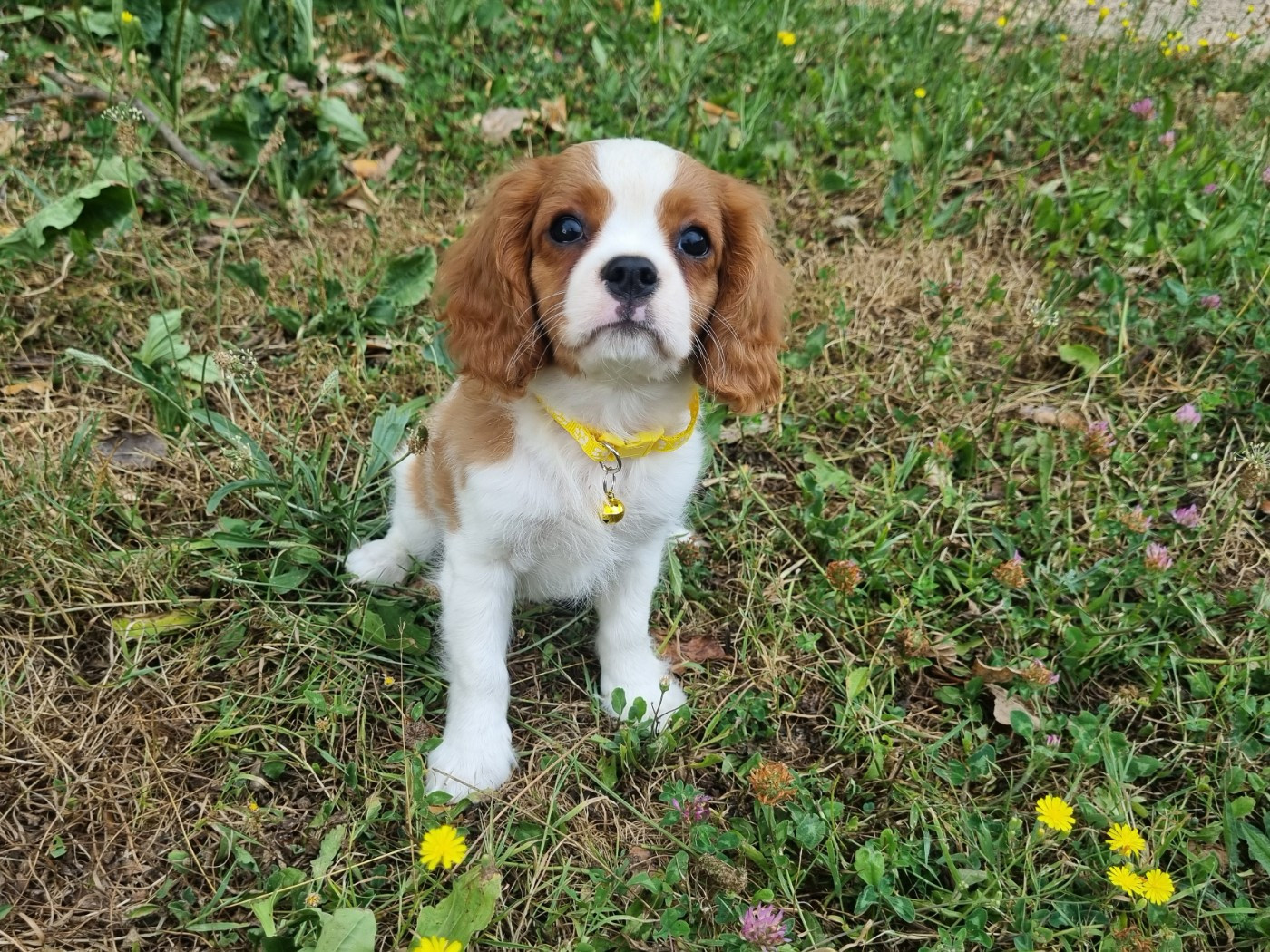 Du Petit Brillouard - Chiots disponibles - Cavalier King Charles Spaniel