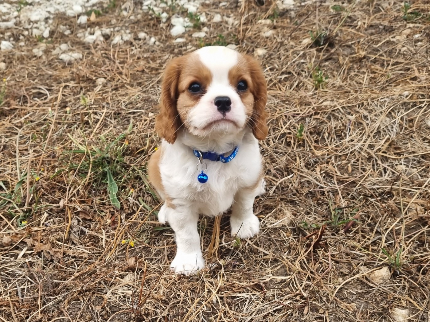 Du Petit Brillouard - Chiots disponibles - Cavalier King Charles Spaniel