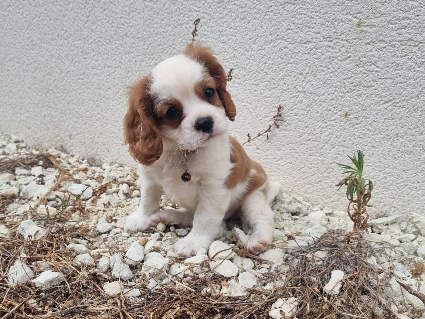 Du Petit Brillouard - Chiots disponibles - Cavalier King Charles Spaniel