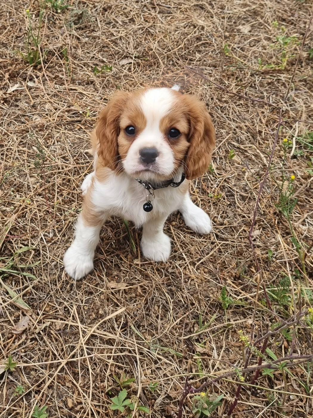 Du Petit Brillouard - Chiots disponibles - Cavalier King Charles Spaniel