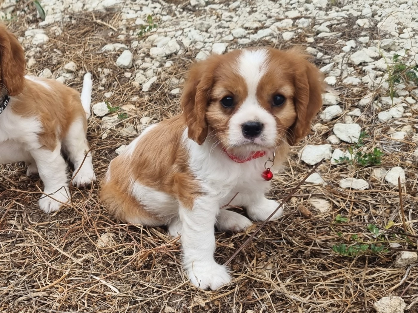 Du Petit Brillouard - Chiots disponibles - Cavalier King Charles Spaniel