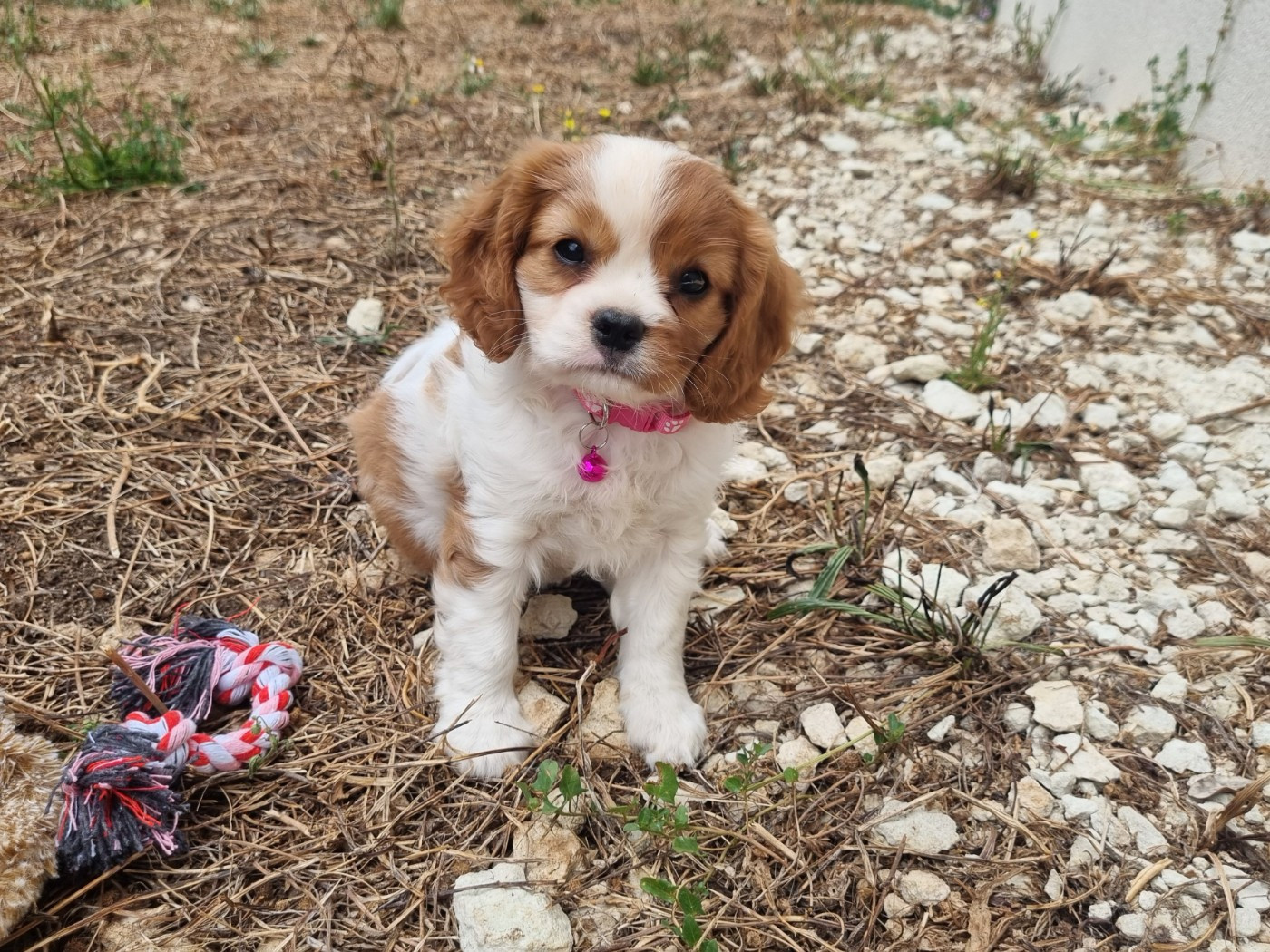 Du Petit Brillouard - Chiots disponibles - Cavalier King Charles Spaniel