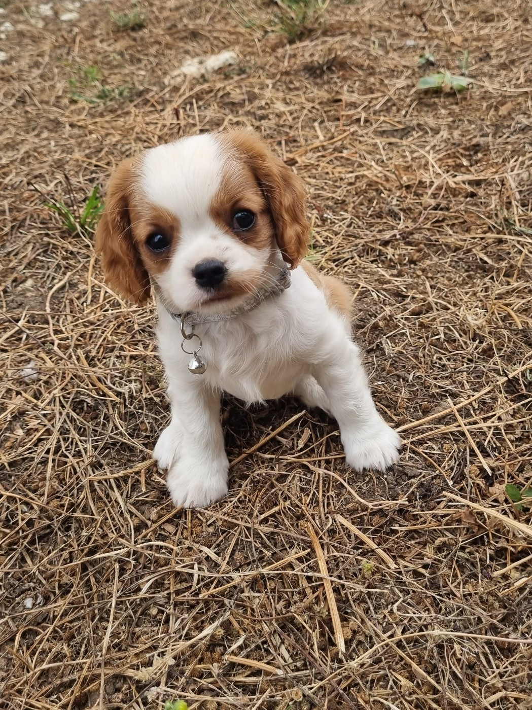 Du Petit Brillouard - Chiots disponibles - Cavalier King Charles Spaniel