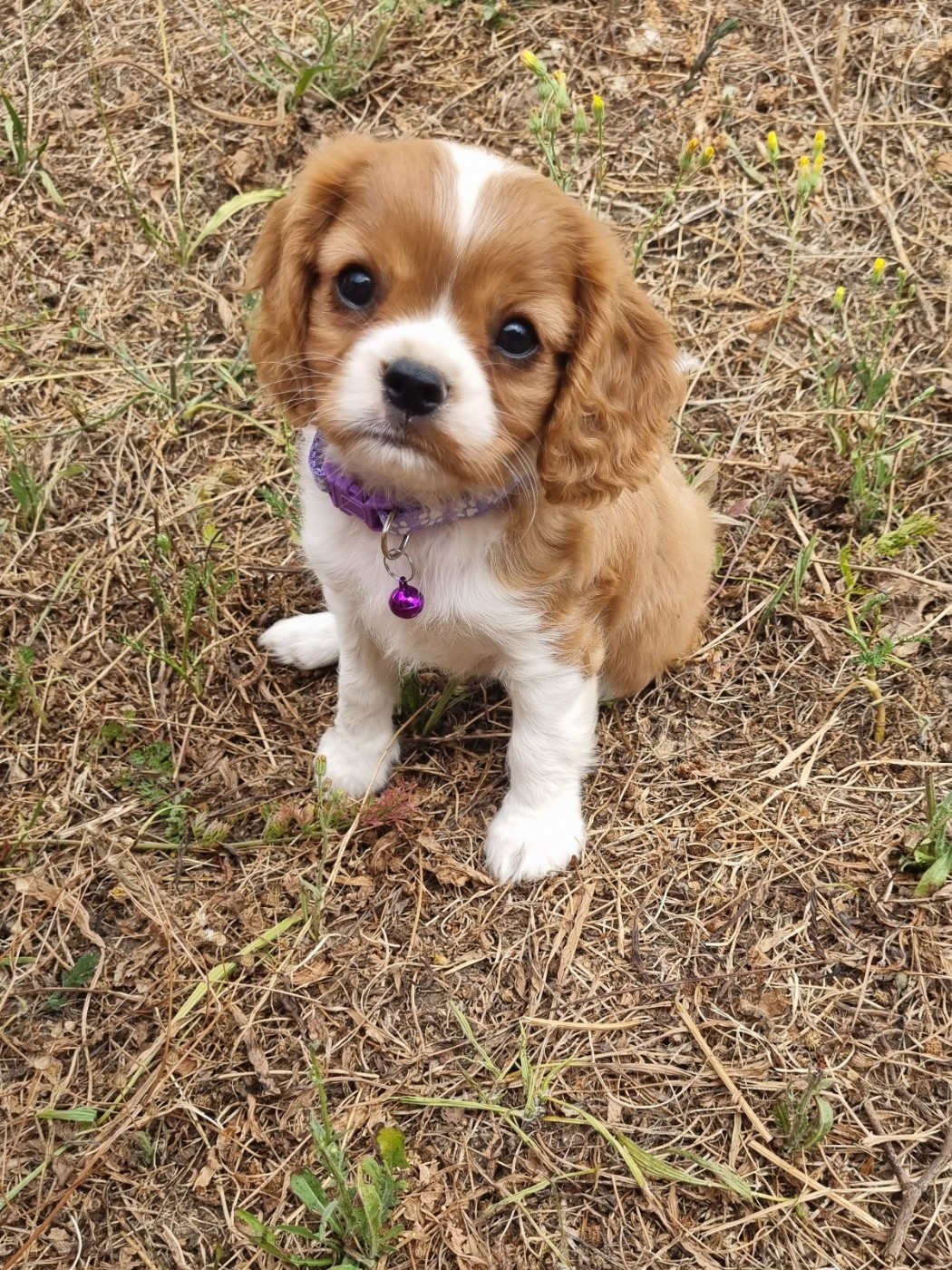 Du Petit Brillouard - Chiots disponibles - Cavalier King Charles Spaniel