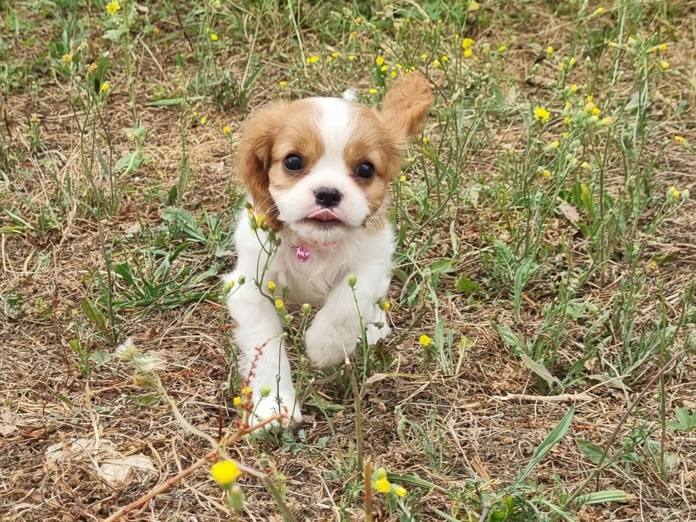 Du Petit Brillouard - Chiots disponibles - Cavalier King Charles Spaniel
