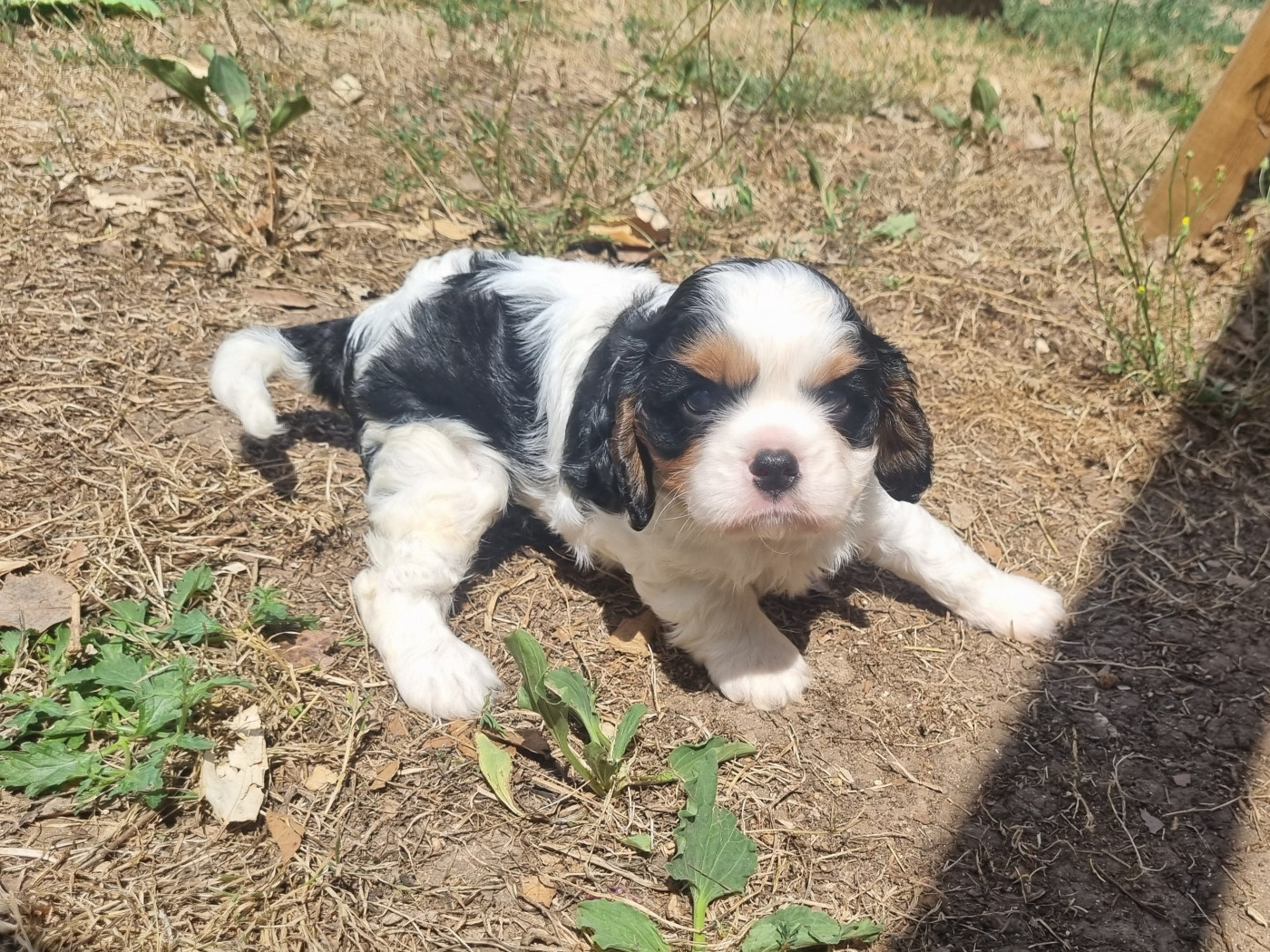 Du Petit Brillouard - Chiots disponibles - Cavalier King Charles Spaniel