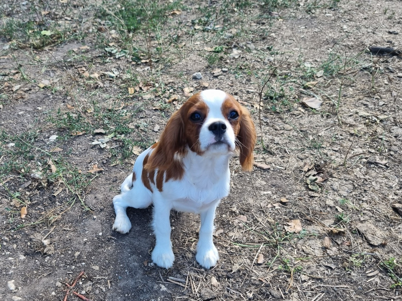 Du Petit Brillouard - Chiots disponibles - Cavalier King Charles Spaniel