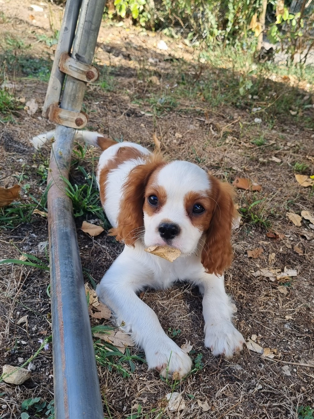 Du Petit Brillouard - Chiots disponibles - Cavalier King Charles Spaniel
