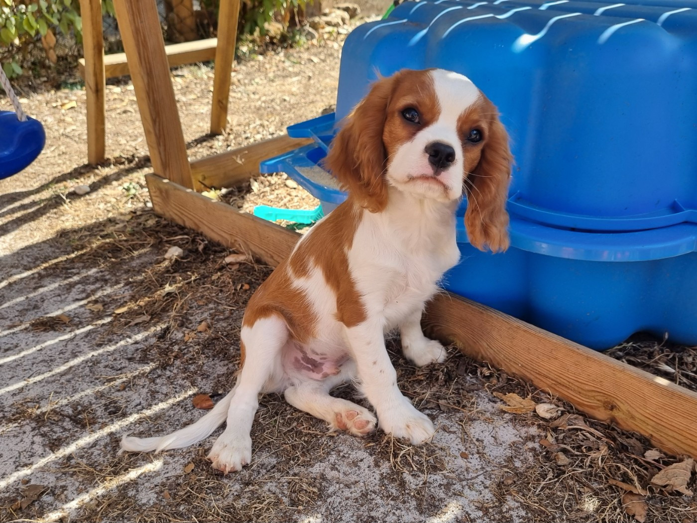 Du Petit Brillouard - Chiots disponibles - Cavalier King Charles Spaniel